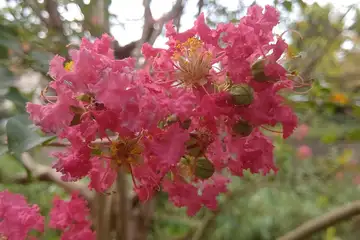 サルスベリ・阿久和川