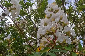 サルスベリ・阿久和川