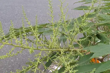 ヌルデ・阿久和川