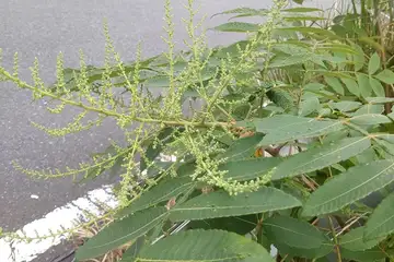 ヌルデ・阿久和川