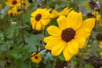 ヒメヒマワリ・阿久和川