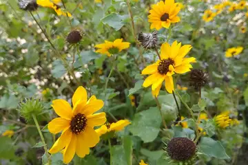 ヒメヒマワリ・阿久和川