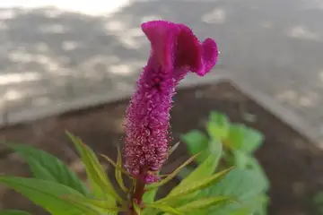 ケイトウ・阿久和川