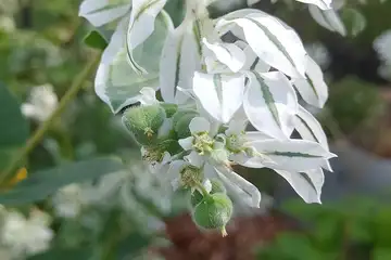 ハツユキソウ・阿久和川