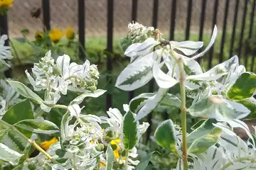 ハツユキソウ・阿久和川