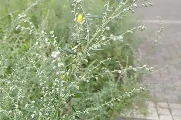 ヨモギ・阿久和川