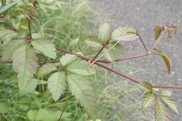 ヤブガラシ・阿久和川