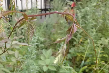 ヤブガラシ・阿久和川