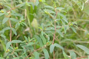 オオニシキソウ・阿久和川