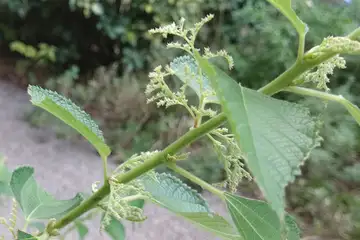 アオカラムシ・阿久和川