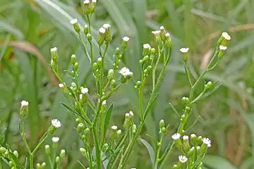ヒメムカシヨモギ・阿久和川