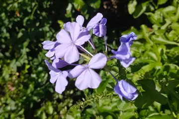 ルリマツリ・阿久和川