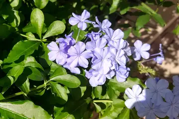ルリマツリ・阿久和川