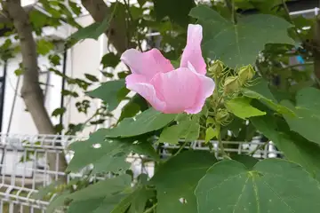 フヨウ・阿久和川