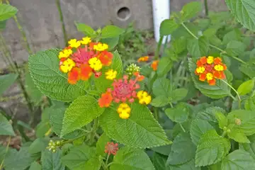 ランタナ・阿久和川