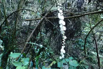 イヌショウマ・高尾山