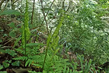 オオハナワラビ・高尾山