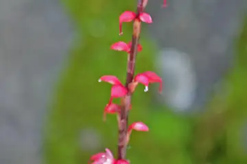 ミズヒキ・高尾山