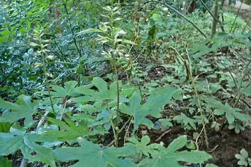 モミジガサ・高尾山
