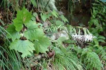 オクモミジハグマ・高尾山