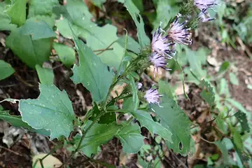 タカオヒゴタイ・高尾山