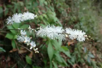 イヌショウマ・高尾山