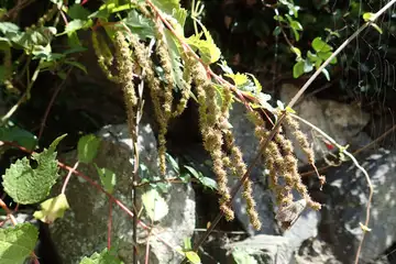 クサコアカソ・高尾山