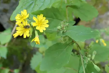 ヤクシソウ・高尾山