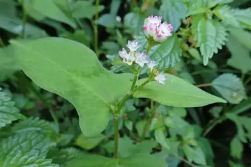 ミゾソバ・高尾山