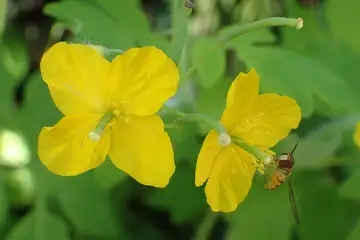 クサノオウ・高尾山