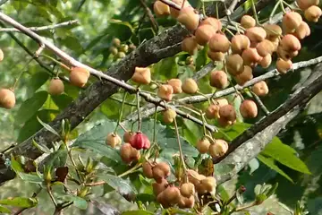 マユミ・三窪高原