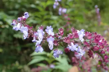 ヤマハッカ・三窪高原