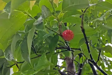 ジョウリョクヤマボウシ・阿久和川