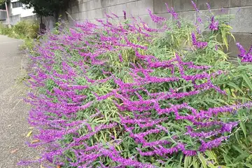 メキシカンブッシュセージ・阿久和川