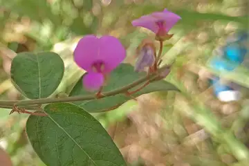 アレチヌスビトハギ・阿久和川