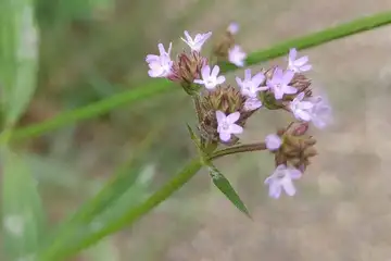 アレチハナガサ・阿久和川