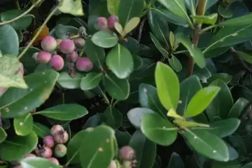 シャリンバイ・阿久和川