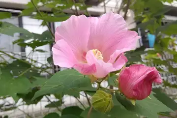 フヨウ・阿久和川