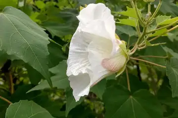 フヨウ・阿久和川