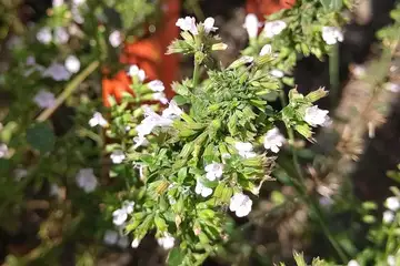 カラミンサ・阿久和川
