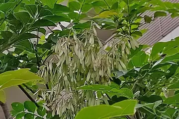 シマトネリコ・平戸永谷川