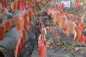 ヌルデ・小樽市