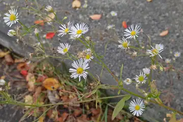 ヘラバヒメジョオン・藻岩山