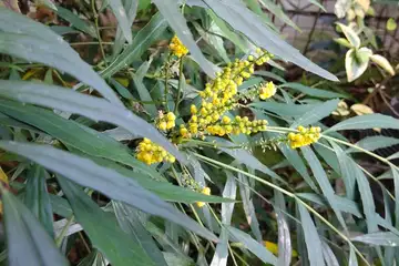 ホソバヒイラギナンテン・阿久和川