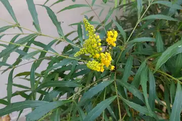 ホソバヒイラギナンテン・阿久和川