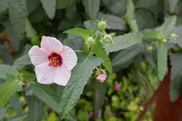 ヤノネボンテンカ・阿久和川