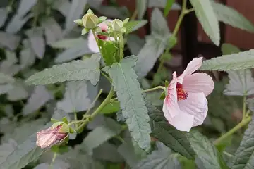 ヤノネボンテンカ・阿久和川