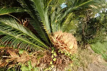 ソテツ・保田海岸
