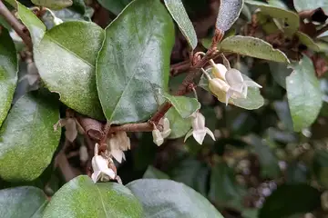 オオバグミ・阿久和川