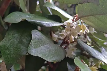 オオバグミ・阿久和川